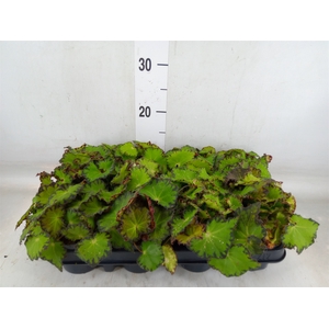 Begonia BD 'MagicColours Jive'