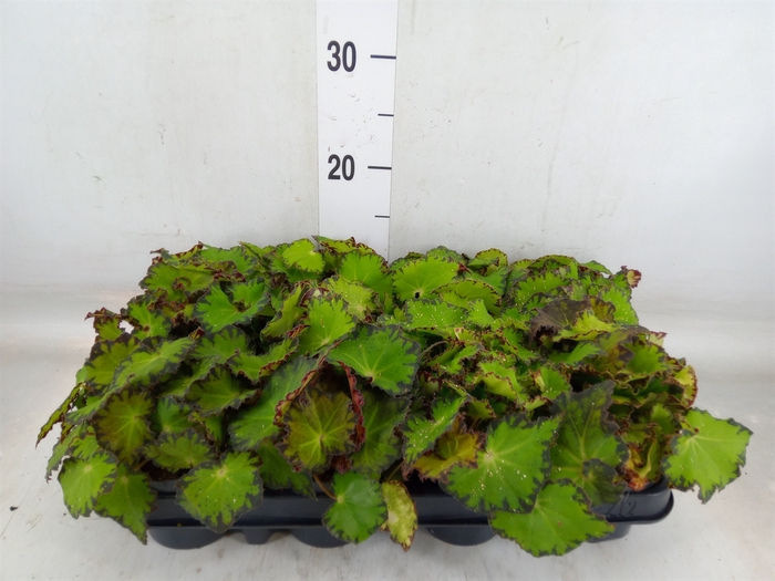 <h4>Begonia BD 'MagicColours Jive'</h4>