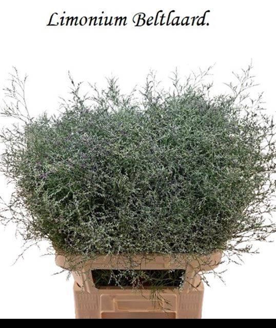 <h4>LIM BELTLAARD</h4>