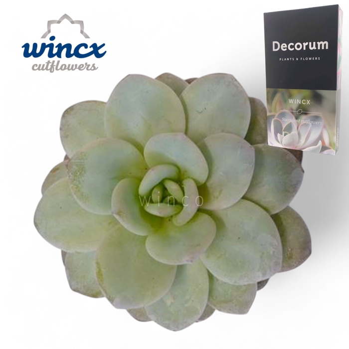 <h4>Echeveria Lauii Cutflower Wincx-5cm</h4>