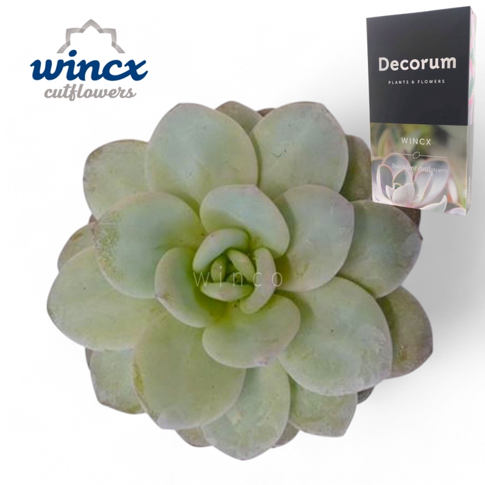 <h4>Echeveria Laui Cutflower Wincx-5cm</h4>
