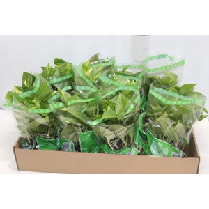 JIBOIA VERDE C13 PENDENTE