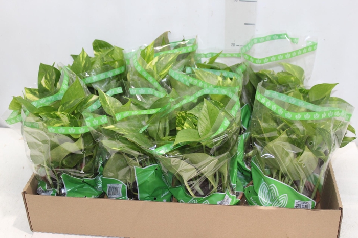 <h4>JIBOIA VERDE C13 PENDENTE</h4>