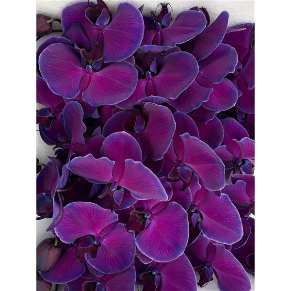 <h4>Phal Coloured Special Purple</h4>