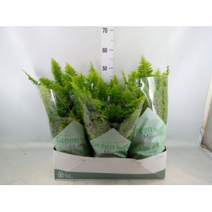 Nephrolepis exal. 'Green Moment'