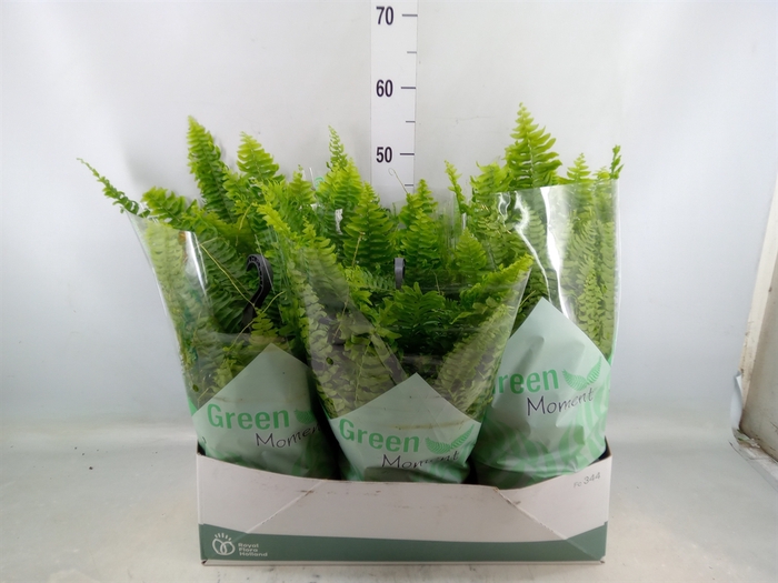 <h4>Nephrolepis exal. 'Green Moment'</h4>