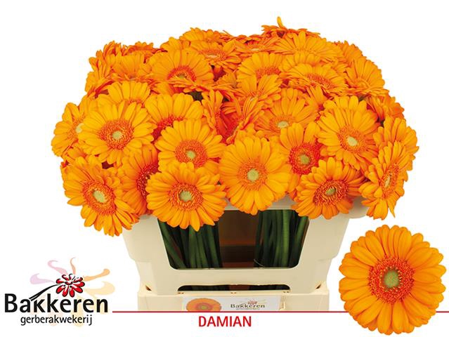 GE MI DAMAIN