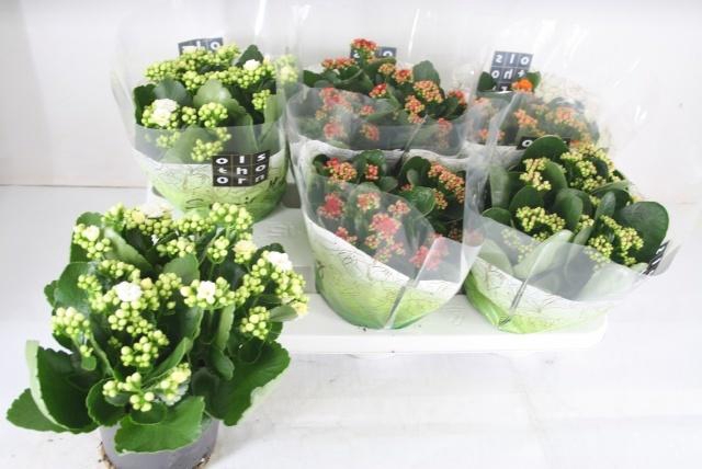 <h4>KAL GE GEM 4 KL</h4>