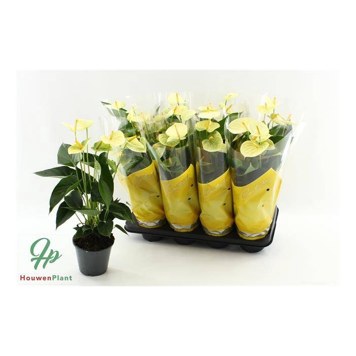 <h4>Anthurium Andreanum Vanilla 14Ø 45cm 5fl</h4>