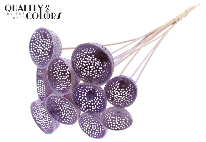 Bell Cup Jali on stem Intense Milka