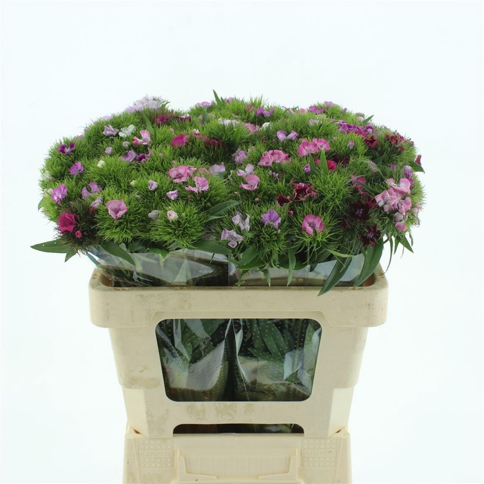 <h4>Di Barb Mix</h4>