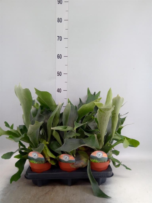 Platycerium bifurc.