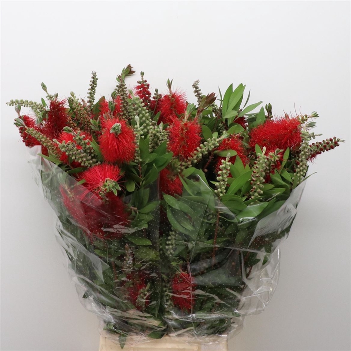 <h4>Callistemon 250gram</h4>
