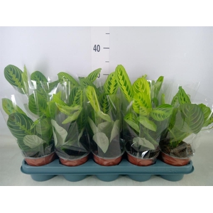 Maranta leuc. 'Lemon'