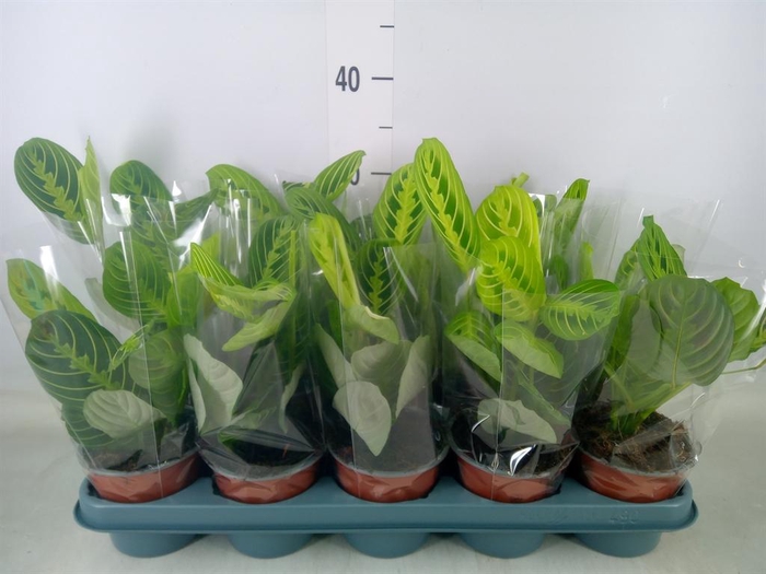 <h4>Maranta leuc. 'Lemon'</h4>