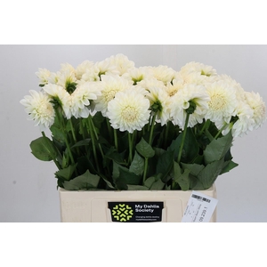 Dahlia BA 'Boom Boom White'