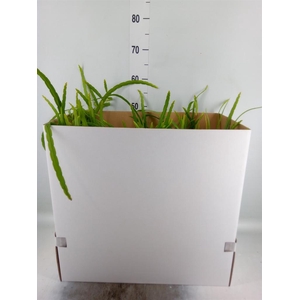 Lepismium bolivianum
