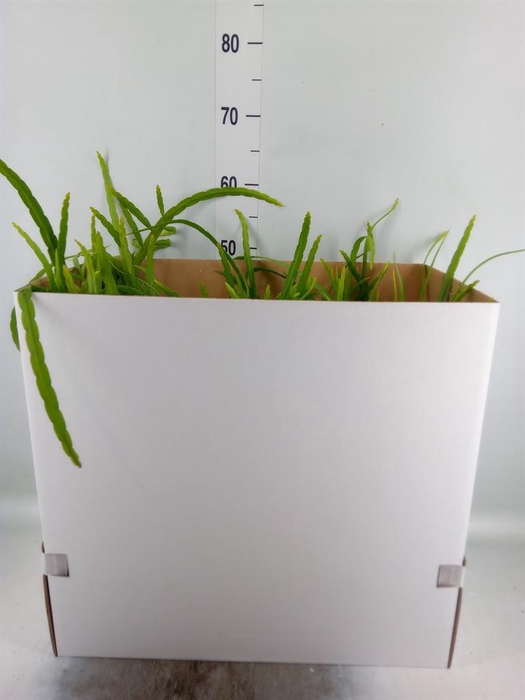 <h4>Lepismium bolivianum</h4>