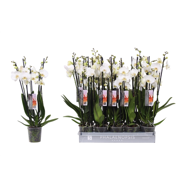 <h4>Phalaenopsis White, 5-spike 30+</h4>