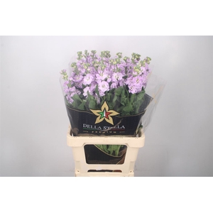 Matth Iron Lavendel