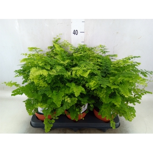 Adiantum raddi. 'Fritz-Luthi'