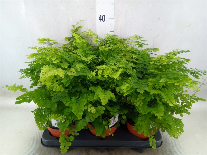<h4>Adiantum raddi. 'Fritz-Luthi'</h4>