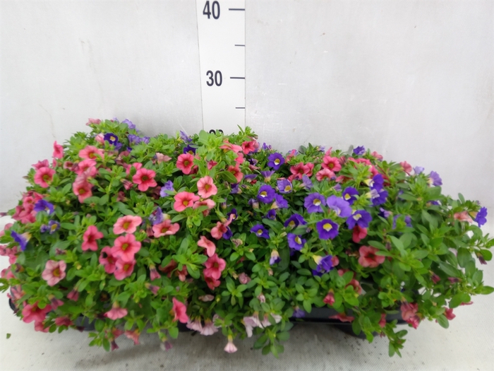 <h4>Calibrachoa  'TriobellsPast' .mix '</h4>