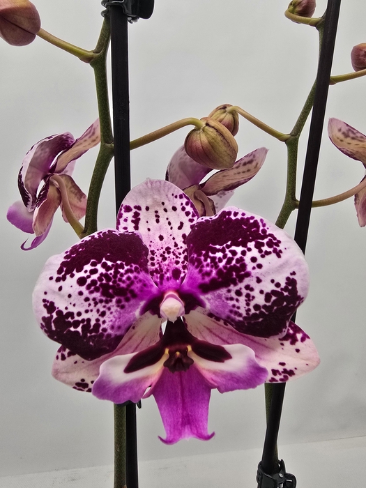 <h4>Limited 42 week 6</h4>