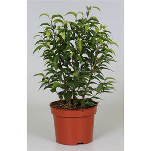 Ficus benjamina 'Natasja'