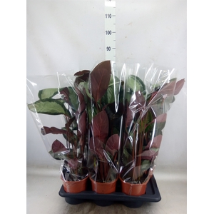 Calathea picturata 'Argentea'