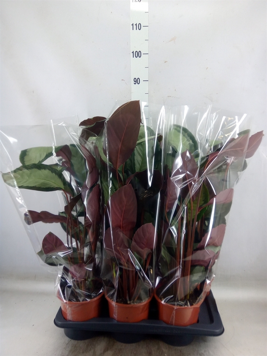 <h4>Calathea picturata 'Argentea'</h4>