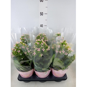 Kalanchoe blos. 'Feminine Pink'
