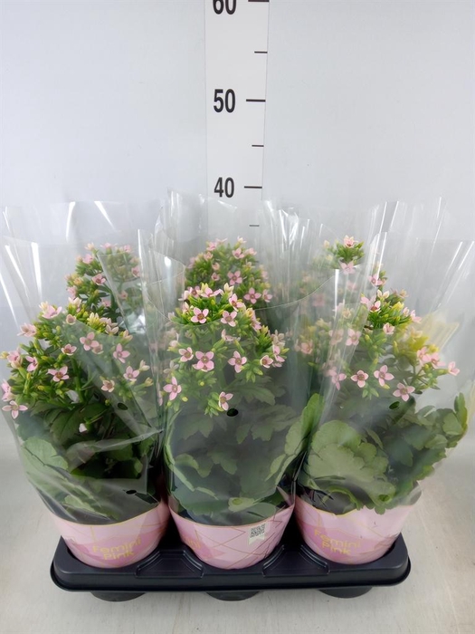 <h4>Kalanchoe blos. 'Feminine Pink'</h4>