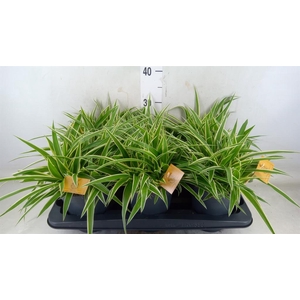 Chlorophytum com. 'Ocean'