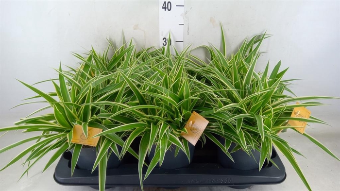 <h4>Chlorophytum com. 'Ocean'</h4>