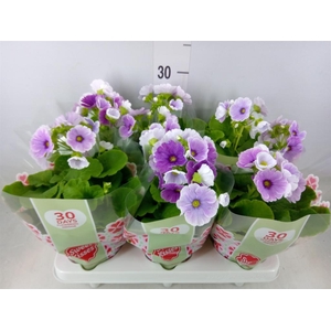 Primula obcon. 'Touch Me Blue Whit'