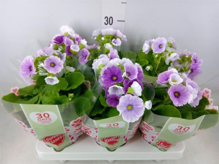 <h4>Primula obcon. 'Touch Me Blue Whit'</h4>