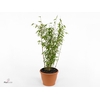 Fargesia murieliae 'Winter Black' P29