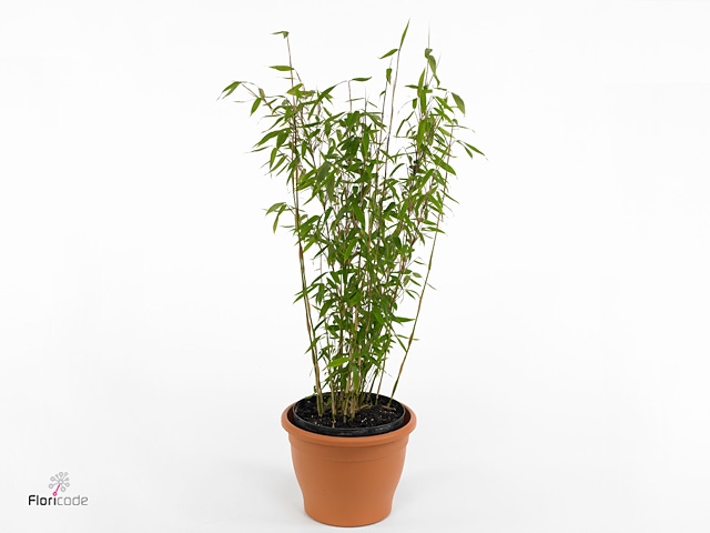 Fargesia murieliae 'Winter Black' P29
