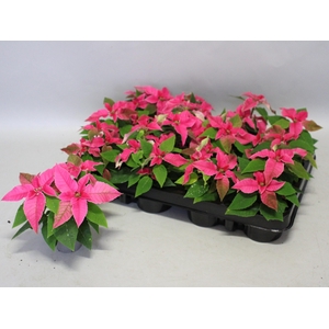 Poinsettia 6 cm Princettia Pink 2/4 koppen
