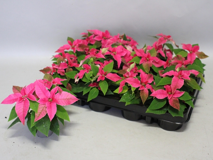 <h4>Poinsettia 6 cm Princettia Pink 2/4 koppen</h4>