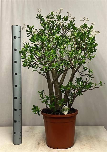 <h4>CRASS OVATA</h4>