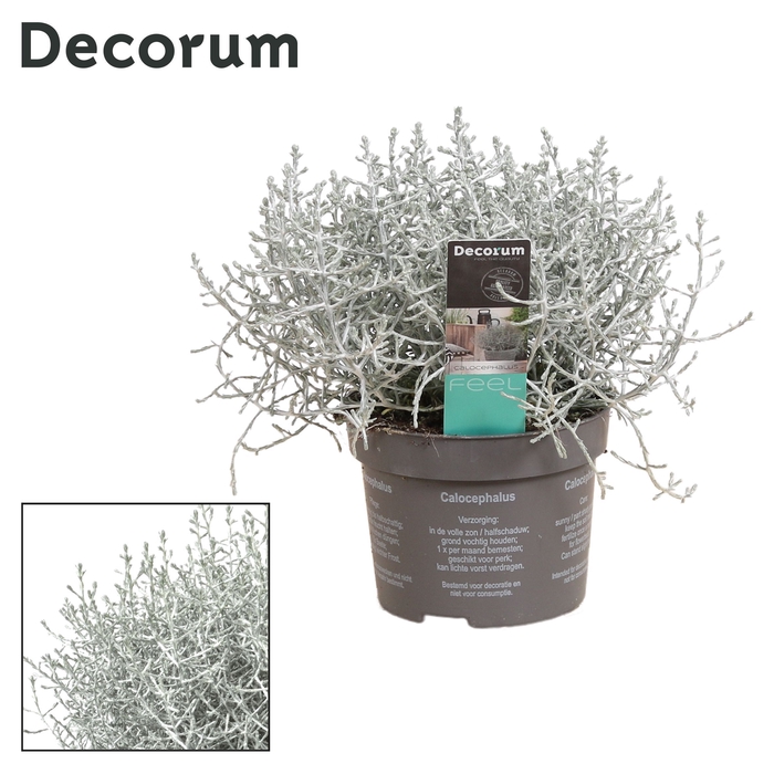 <h4>Leucophyta (Calocephalus) Brownii met etiket (Decorum)</h4>