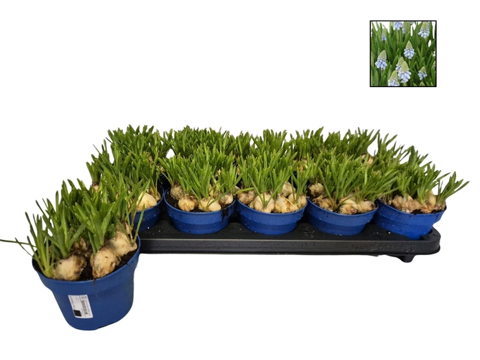 <h4>MUSCAR ATLANTIC</h4>