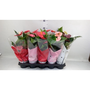 Anthurium   ...mix 4