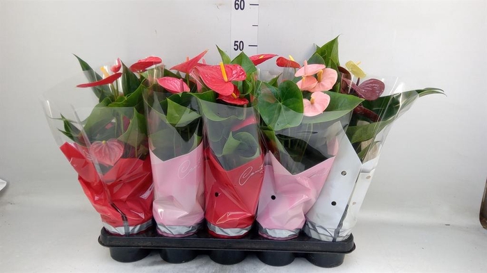 <h4>Anthurium ...mix 4</h4>