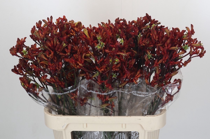 Anigozanthos Early Spring