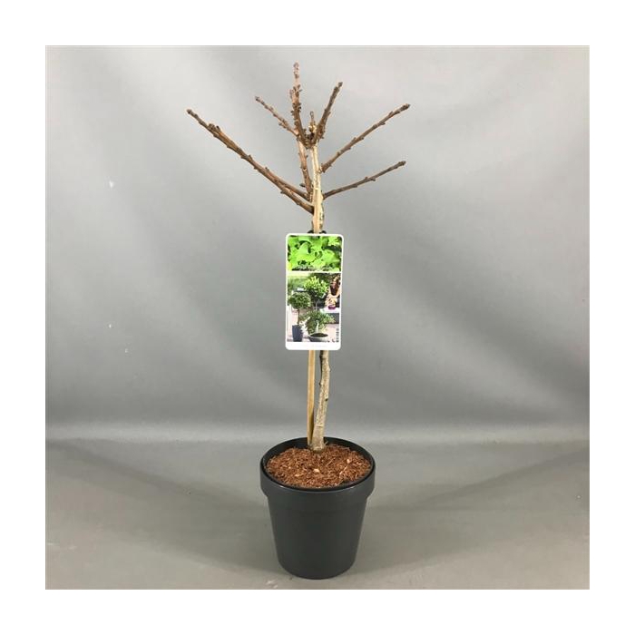 <h4>Ginkgo biloba 'Mariken' C3</h4>