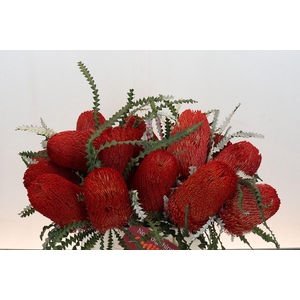 Banksia Speciosa Red