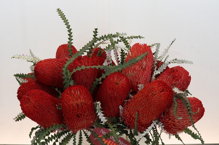 <h4>Banksia Speciosa Red</h4>